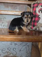Molly CKC 8lb, a female Yorkshire Terrier for sale in Crawfordsville, IN – Photo 10 of 10