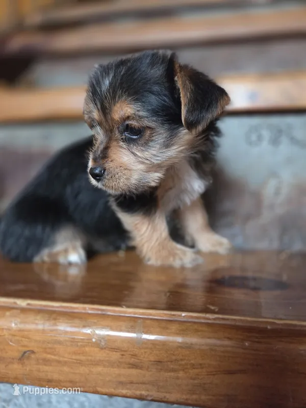 Molly CKC  – Yorkshire Terrier puppy for sale in Crawfordsville, IN