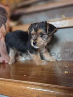 Molly CKC 8lb, a female Yorkshire Terrier for sale in Crawfordsville, IN – Photo 4 of 10