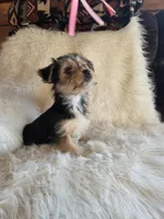 Molly SALE, a female Yorkshire Terrier for sale in Crawfordsville, IN – Photo 8 of 8