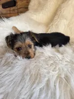 Molly SALE, a female Yorkshire Terrier for sale in Crawfordsville, IN – Photo 1 of 8