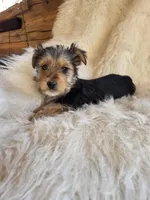 Molly SALE, a female Yorkshire Terrier for sale in Crawfordsville, IN – Photo 3 of 8
