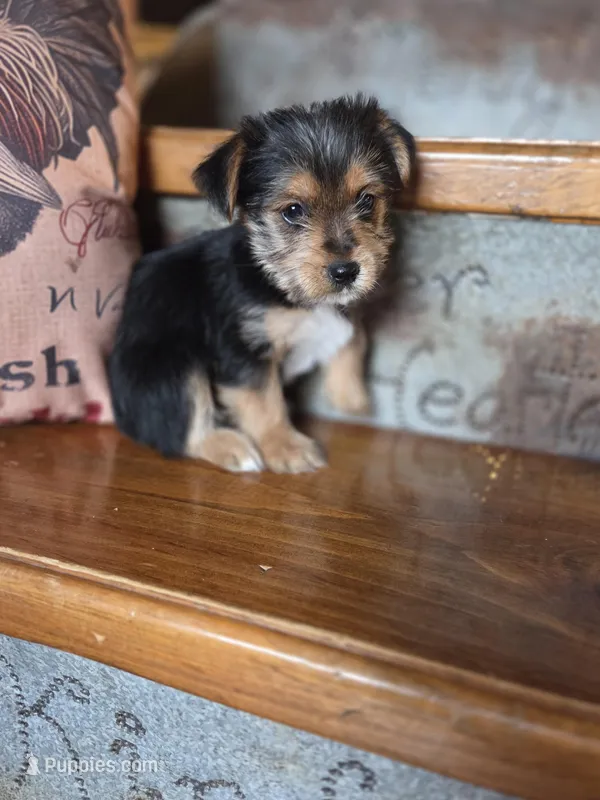Molly CKC 8lb – Yorkshire Terrier puppy for sale in Crawfordsville, IN