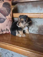 Molly CKC 8lb, a female Yorkshire Terrier for sale in Crawfordsville, IN – Photo 3 of 10