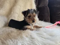 Molly SALE, a female Yorkshire Terrier for sale in Crawfordsville, IN – Photo 2 of 8