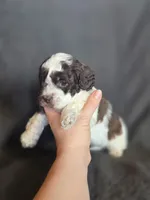 Swiss Miss, a female Shihpoo for sale in Rockville, IN – Photo 9 of 9