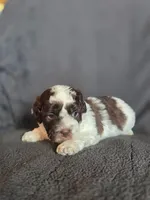 Swiss Miss, a female Shihpoo for sale in Rockville, IN – Photo 8 of 9