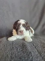 Swiss Miss, a female Shihpoo for sale in Rockville, IN – Photo 2 of 9