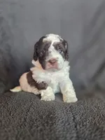 Swiss Miss, a female Shihpoo for sale in Rockville, IN – Photo 3 of 9
