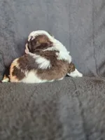 Swiss Miss, a female Shihpoo for sale in Rockville, IN – Photo 5 of 9