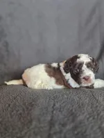 Swiss Miss, a female Shihpoo for sale in Rockville, IN – Photo 4 of 9