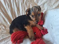 Tucker, a male Yorkshire Terrier for sale in Crawfordsville, IN – 10 of 10