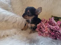 Tilly, a female Yorkshire Terrier for sale in Crawfordsville, IN – 6 of 7