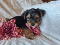 Tootsie, a female Yorkshire Terrier for sale in Crawfordsville, IN – 3 of 8