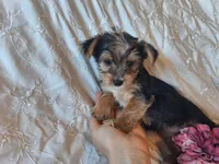 Trixie, a female Yorkshire Terrier for sale in Crawfordsville, IN – 2 of 8