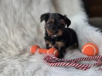 Chase, a male Yorkshire Terrier for sale in Crawfordsville, IN – 3 of 6