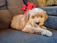 Smores, a male Maltese and Yorkshire Terrier for sale in Crawfordsville, IN – Photo 7 of 7