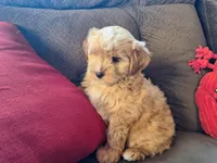 Smores, a male Maltese and Yorkshire Terrier for sale in Crawfordsville, IN – Photo 4 of 7