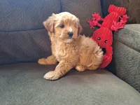 Smores, a male Maltese and Yorkshire Terrier for sale in Crawfordsville, IN – Photo 5 of 7