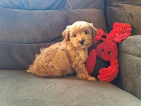 Smores, a male Maltese and Yorkshire Terrier for sale in Crawfordsville, IN – Photo 3 of 7