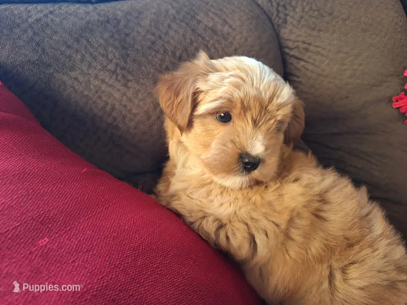 Smores – Maltese, Yorkshire Terrier puppy for sale in Crawfordsville, IN