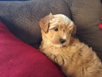 Smores, a male Maltese and Yorkshire Terrier for sale in Crawfordsville, IN – Photo 1 of 7