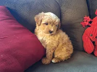 Smores, a male Maltese and Yorkshire Terrier for sale in Crawfordsville, IN – Photo 2 of 7