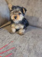 Leo, a female Yorkshire Terrier for sale in Crawfordsville, IN – Photo 5 of 6