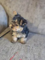 Leo, a female Yorkshire Terrier for sale in Crawfordsville, IN – Photo 1 of 6