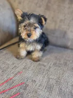 Leo, a female Yorkshire Terrier for sale in Crawfordsville, IN – Photo 6 of 6