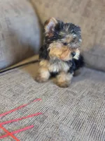 Leo, a female Yorkshire Terrier for sale in Crawfordsville, IN – Photo 4 of 6