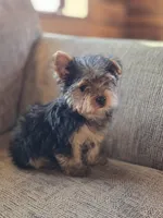 Leo, a female Yorkshire Terrier for sale in Crawfordsville, IN – Photo 3 of 6
