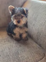 Leo, a female Yorkshire Terrier for sale in Crawfordsville, IN – Photo 2 of 6