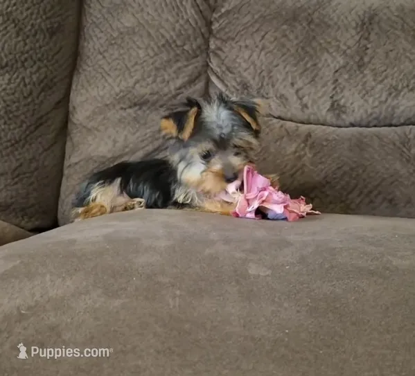 Bambi – Yorkshire Terrier puppy for sale in Crawfordsville, IN