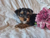 Tootsie, a female Yorkshire Terrier for sale in Crawfordsville, IN – 6 of 8