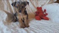 Tucker, a male Yorkshire Terrier for sale in Crawfordsville, IN – 2 of 10