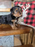 Daisy CKC 8.5lb, a female Yorkshire Terrier for sale in Crawfordsville, IN – Photo 2 of 7