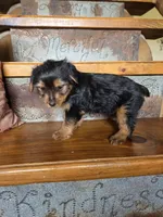 Daisy CKC 8.5lb, a female Yorkshire Terrier for sale in Crawfordsville, IN – Photo 1 of 7