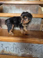 Daisy CKC 8.5lb, a female Yorkshire Terrier for sale in Crawfordsville, IN – Photo 5 of 7