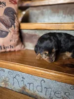 Daisy CKC 8.5lb, a female Yorkshire Terrier for sale in Crawfordsville, IN – Photo 6 of 7
