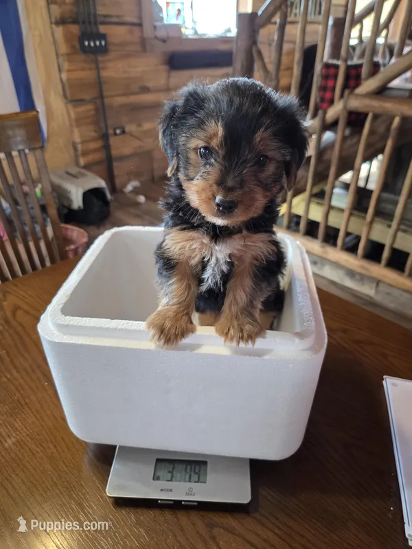 Daisy CKC 8.5lb – Yorkshire Terrier puppy for sale in Crawfordsville, IN