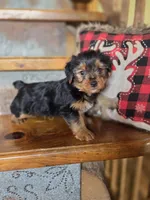 Daisy CKC 8.5lb, a female Yorkshire Terrier for sale in Crawfordsville, IN – Photo 4 of 7