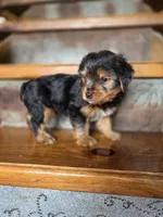 Daisy CKC 8.5lb, a female Yorkshire Terrier for sale in Crawfordsville, IN – Photo 3 of 7