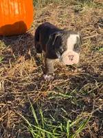 Ruby, a female English Bulldog and Olde English Bulldogge for sale in Rockville, IN – Photo 4 of 9