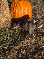 Ruby, a female English Bulldog and Olde English Bulldogge for sale in Rockville, IN – Photo 2 of 9