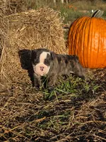 Ruby, a female English Bulldog and Olde English Bulldogge for sale in Rockville, IN – Photo 5 of 9