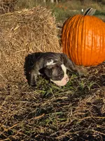 Ruby, a female English Bulldog and Olde English Bulldogge for sale in Rockville, IN – Photo 1 of 9