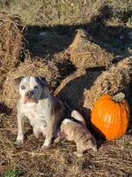 Ruby, a female English Bulldog and Olde English Bulldogge for sale in Rockville, IN – Photo 6 of 9