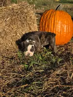 Ruby, a female English Bulldog and Olde English Bulldogge for sale in Rockville, IN – Photo 7 of 9