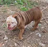 Ruby, a female English Bulldog and Olde English Bulldogge for sale in Rockville, IN – Photo 9 of 9